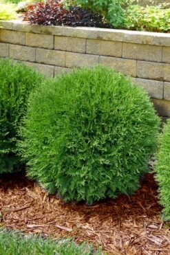 Planet Earth Arborvitae - 3 Gallon Pot -Wilson Bros Garden thuja occidentalis planet earth arborvitae 4