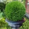 Planet Earth Arborvitae - 3 Gallon Pot -Wilson Bros Garden thuja occidentalis planet earth arborvitae 6