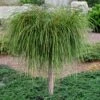 Whipcord Arborvitae (Single Trunk Topiary Tree) - 2 Gallon Pot -Wilson Bros Garden thuja plicata whipcord arbirvitae topiary tree 1
