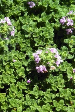 Leprechaun Creeping Thyme - 5 Pack Of Quart Pots -Wilson Bros Garden thyme leprechaun 500x750 1