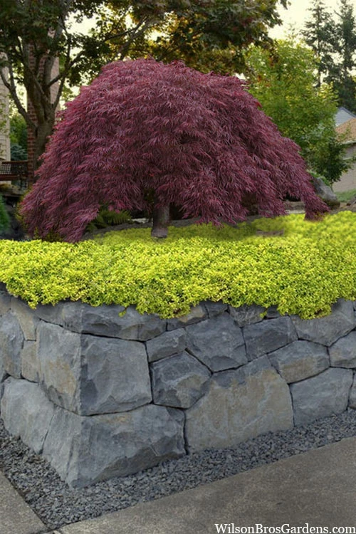 Archers Gold Lemon Thyme - Thymus Citriodorus - 10 Pack Of Pint Pots 3 Archers Gold Lemon Thyme - Thymus Citriodorus - 10 Pack Of Pint Pots