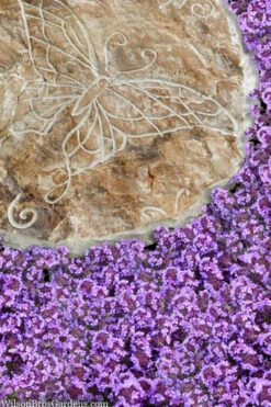 Caborn Wine & Roses Creeping Thyme - 5 Pack Of Quart Pots -Wilson Bros Garden thymus caborn wine and roses 2