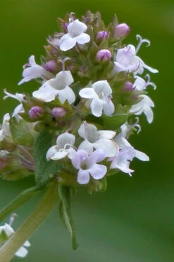 Lemon Thyme (Thymus Citriodorus) - 6 Pack Of Pint Pots -Wilson Bros Garden thymus citriodorus lemon thyme 1