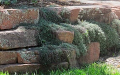 Woolly Creeping Thyme (Thymus Lanuginosis) - 18 Pack Of Pint Pots -Wilson Bros Garden thymus lanuginosis wooly thyme 4