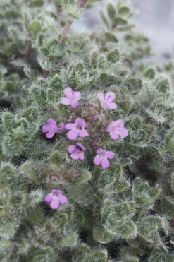 Woolly Creeping Thyme (Thymus Lanuginosis) - 18 Pack Of Pint Pots -Wilson Bros Garden thymus lanuginosis wooly thyme 5