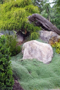 Woolly Creeping Thyme (Thymus Lanuginosis) - 18 Pack Of Pint Pots -Wilson Bros Garden thymus lanuginosis wooly thyme 8