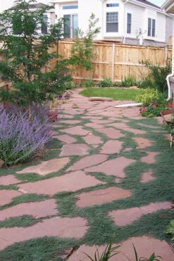 Woolly Creeping Thyme (Thymus Lanuginosis) - 18 Pack Of Pint Pots -Wilson Bros Garden thymus lanuginosis wooly thyme 9