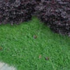 Leprechaun Creeping Thyme - 5 Pack Of Quart Pots -Wilson Bros Garden thymus leprechaun creeping thyme 6