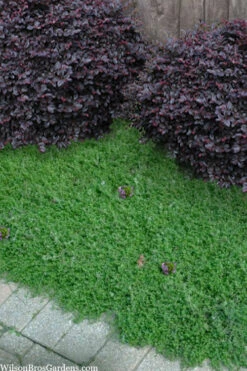 Leprechaun Creeping Thyme - 5 Pack Of Quart Pots