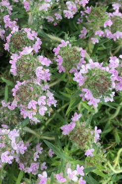 Spicy Orange Thyme - 6 Pack Of Pint Pots -Wilson Bros Garden thymus spicy orange thyme 11