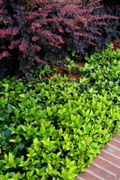 Asian Jasmine - Asiatic Jasmine - 1 Gallon Pot -Wilson Bros Garden trachelospermum asiaticum asian jasmine 2