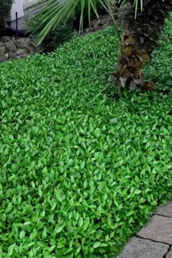 Asian Jasmine - Asiatic Jasmine - 6 Pack Of Pint Pots -Wilson Bros Garden trachelospermum asiaticum asian jasmine 3 2