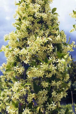 Manda's Yellow Star Jasmine Vine - 6 Pack Of 1 Gallon Pots -Wilson Bros Garden trachelospermum jasminoides mandaianum yellow star jasmine 4