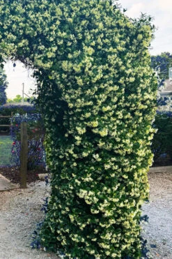 Manda's Yellow Star Jasmine Vine - 6 Pack Of 1 Gallon Pots -Wilson Bros Garden trachelospermum jasminoides mandaianum yellow star jasmine 5