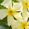 Manda's Yellow Star Jasmine Vine - 6 Pack Of 1 Gallon Pots -Wilson Bros Garden trachelospermum jasminoides mandaianum yellow star jasmine 7