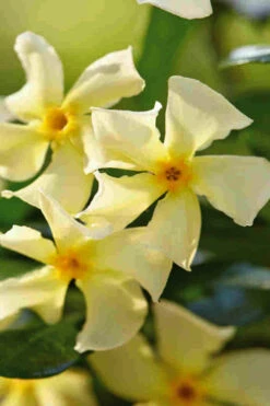 Manda's Yellow Star Jasmine Vine - 6 Pack Of 1 Gallon Pots -Wilson Bros Garden trachelospermum jasminoides mandaianum yellow star jasmine 8