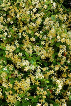 Manda's Yellow Star Jasmine Vine - 6 Pack Of 1 Gallon Pots -Wilson Bros Garden trachelospermum jasminoides mandaianum yellow star jasmine 9