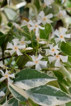 Variegated Confederate Jasmine - Trachelospermum Jasminoides - 6 Pack Of 1 Gallon Pots -Wilson Bros Garden trachelospermum jasminoides variegatum confederate jasmine 2 2