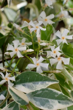 Variegated Confederate Jasmine - Trachelospermum Jasminoides - 6 Pack Of 1 Gallon Pots -Wilson Bros Garden trachelospermum jasminoides variegatum confederate jasmine 2 4