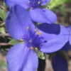 Ohio Blue Jacket Spiderwort (Tradescantia Ohiensis) - 1 Gallon Pot -Wilson Bros Garden tradescantia ohiensis ohio spiderwort 6