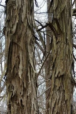 Shagbark Hickory Tree (Carya Ovata) - 3 Gallon Pot -Wilson Bros Garden tree hickory shagbark 500x750 1