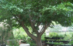 Red Mulberry Tree (Morus Rubra) - 5 Gallon Pot -Wilson Bros Garden tree red mulberry 3 800x500 1