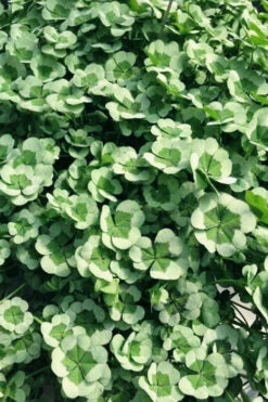 4 Luck Green Glow Trifolium (Shamrock Clover) - 5 Pack Of Pint Pots -Wilson Bros Garden trifolium 4luck green glow 3