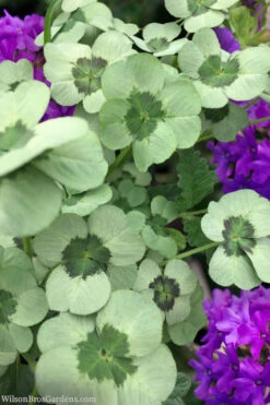 4 Luck Green Glow Trifolium (Shamrock Clover) - 5 Pack Of Pint Pots -Wilson Bros Garden trifolium 4luck green glow 5