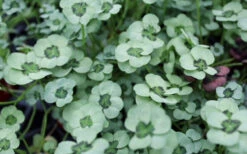 4 Luck Green Glow Trifolium (Shamrock Clover) - 5 Pack Of Pint Pots -Wilson Bros Garden trifolium 4luck green glow 6