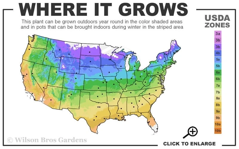 Avant-Garde Clematis - 1 Gallon Pot 5 Avant-Garde Clematis - 1 Gallon Pot - Image 3