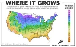 Niobe Clematis - 1 Gallon Pot -Wilson Bros Garden usda zone map 49