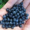 Wild Lowbush Blueberry Plant - 1 Gallon 1 Wild Lowbush Blueberry Plant - 1 Gallon -Wilson Bros Garden vaccinium angustifolium low bush blueberry 8