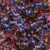 Cabernet Splash Blueberry Bush - 2 Gallon Pot -Wilson Bros Garden vaccinium corymbosum cabernet splash blueberry bush 1