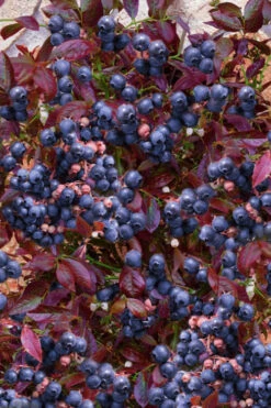 Cabernet Splash Blueberry Bush - 2 Gallon Pot
