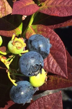 Cabernet Splash Blueberry Bush - 2 Gallon Pot -Wilson Bros Garden vaccinium corymbosum cabernet splash blueberry bush 2