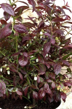 Cabernet Splash Blueberry Bush - 2 Gallon Pot -Wilson Bros Garden vaccinium corymbosum cabernet splash blueberry bush 3