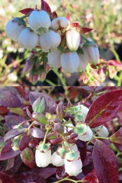 Cabernet Splash Blueberry Bush - 2 Gallon Pot -Wilson Bros Garden vaccinium corymbosum cabernet splash blueberry bush 4