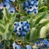 Razz Blueberry Bush - 2 Gallon Pot 2 Razz Blueberry Bush - 2 Gallon Pot -Wilson Bros Garden vaccinium corymbosum razz highbush blueberry 1