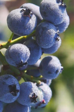 Blue Gold Blueberry Bush- 1 Gallon Pot