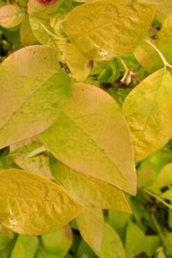 Blue Gold Blueberry Bush- 1 Gallon Pot -Wilson Bros Garden vaccinium corymobosum bluegold blueberry bush 2