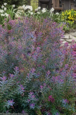 Rosa's Blush Blueberry (Vaccinium Darrowii) - 3 Gallon Pot 13 Rosa's Blush Blueberry (Vaccinium Darrowii) - 3 Gallon Pot -Wilson Bros Garden vaccinium darrowii rosas blush blueberry 14