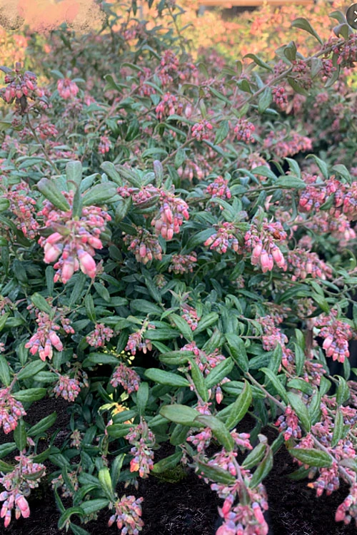 Rosa's Blush Blueberry (Vaccinium Darrowii) - 3 Gallon Pot 7 Rosa's Blush Blueberry (Vaccinium Darrowii) - 3 Gallon Pot - Image 5