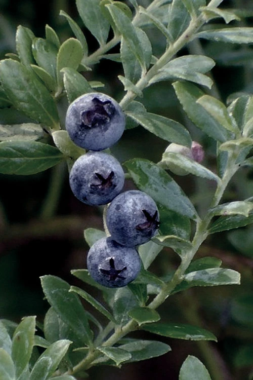 Rosa's Blush Blueberry (Vaccinium Darrowii) - 3 Gallon Pot 5 Rosa's Blush Blueberry (Vaccinium Darrowii) - 3 Gallon Pot - Image 3