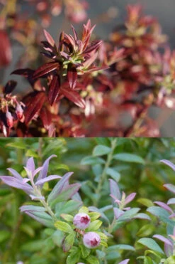 Rosa's Blush Blueberry (Vaccinium Darrowii) - 3 Gallon Pot 16 Rosa's Blush Blueberry (Vaccinium Darrowii) - 3 Gallon Pot -Wilson Bros Garden vaccinium darrowii rosas blush blueberry 189jpg