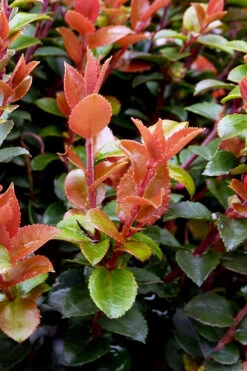 Evergreen Huckleberry (Vaccinium Ovatum) - 3 Gallon Pot -Wilson Bros Garden vaccinium ovatum evergreen huckleberry 10 1