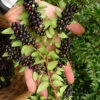 Evergreen Huckleberry (Vaccinium Ovatum) - 3 Gallon Pot -Wilson Bros Garden vaccinium ovatum evergreen huckleberry 11 1