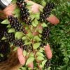 Evergreen Huckleberry (Vaccinium Ovatum) - 1 Gallon Pot 2 Evergreen Huckleberry (Vaccinium Ovatum) - 1 Gallon Pot -Wilson Bros Garden vaccinium ovatum evergreen huckleberry 11 2