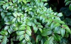 Evergreen Huckleberry (Vaccinium Ovatum) - 1 Gallon Pot 19 Evergreen Huckleberry (Vaccinium Ovatum) - 1 Gallon Pot -Wilson Bros Garden vaccinium ovatum evergreen huckleberry 12 2