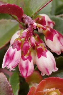 Evergreen Huckleberry (Vaccinium Ovatum) - 3 Gallon Pot -Wilson Bros Garden vaccinium ovatum evergreen huckleberry 4 1