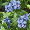 Bluejay Highbush Blueberry - 1 Gallon Pot -Wilson Bros Garden vaccinum corymbosum bluejay highbush blueberry 1